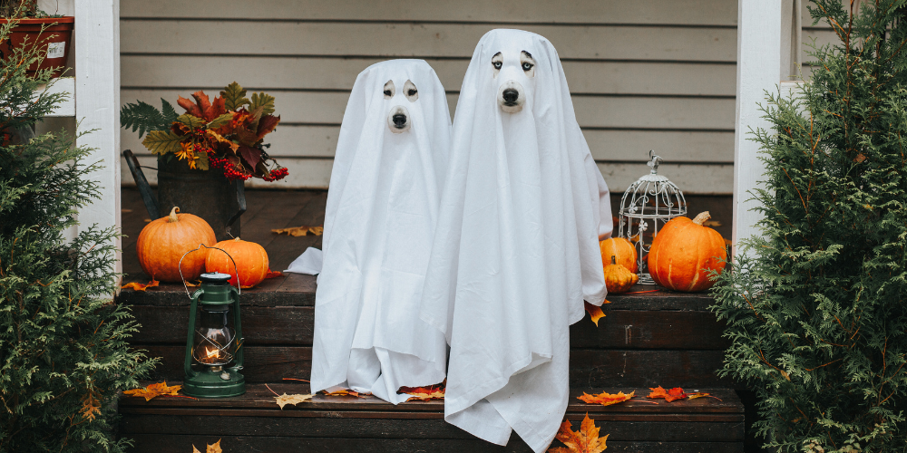 Keeping Your Pets Safe During Halloween