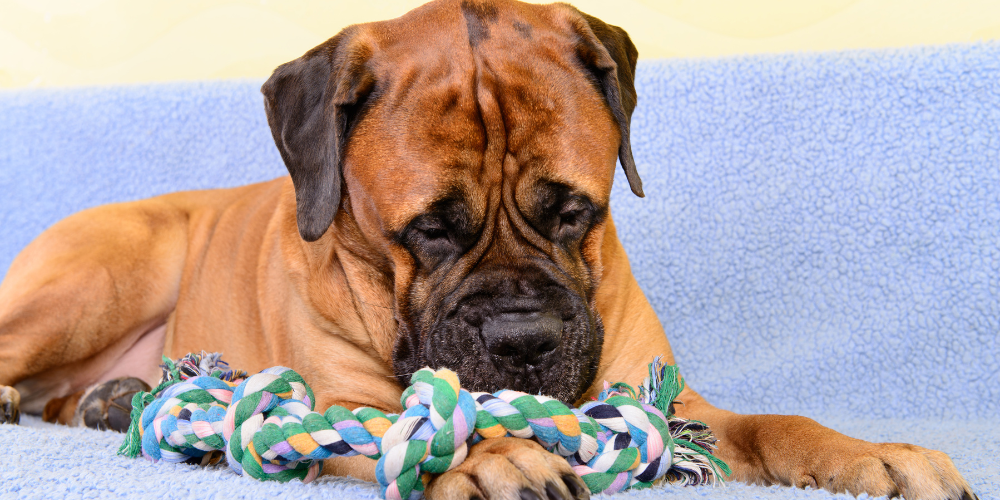 Dog shop toys australia