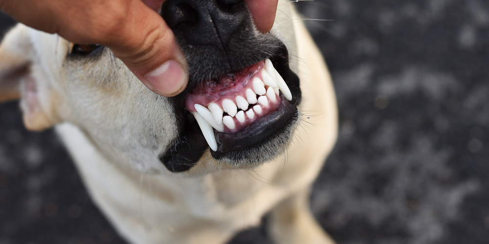 Plaque 101: Tackling Dental Disease in Dogs
