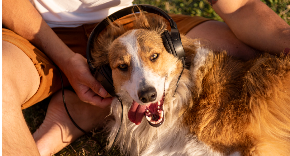 Unleashing the Beat: Does the Rhythm Resonate with Our Pets?