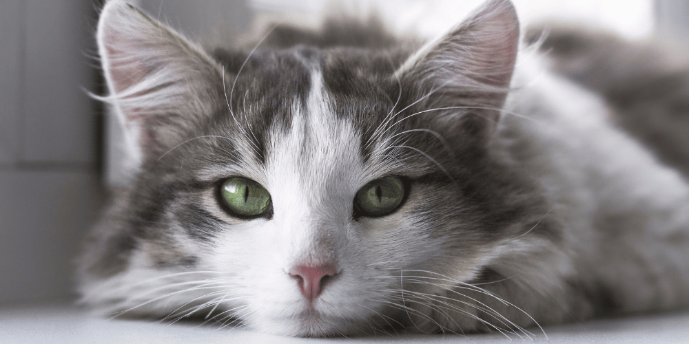 Ginger Cat - Cat Resources Guide - Vet Products Direct