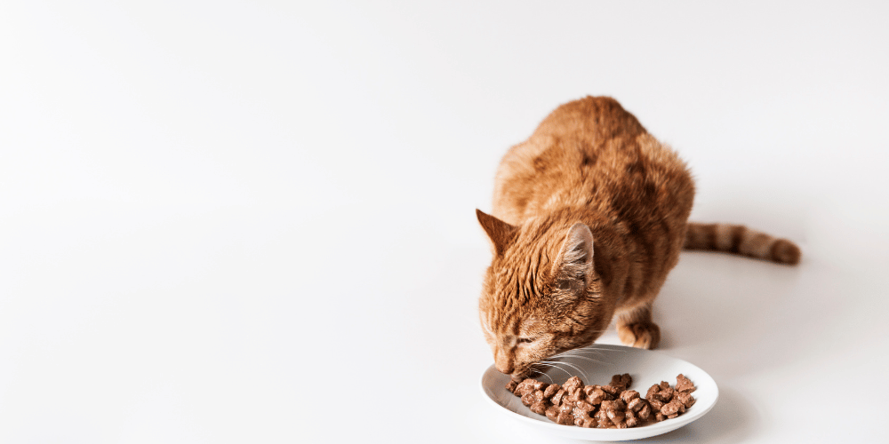 Cat Cuisine, Choosing A Well Balanced Diet
