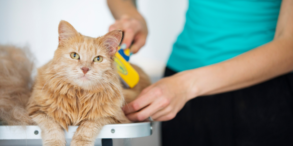 How To Groom Your Cat
