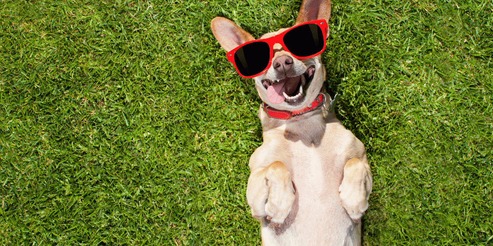 Do You Really know How Much A Dog Costs