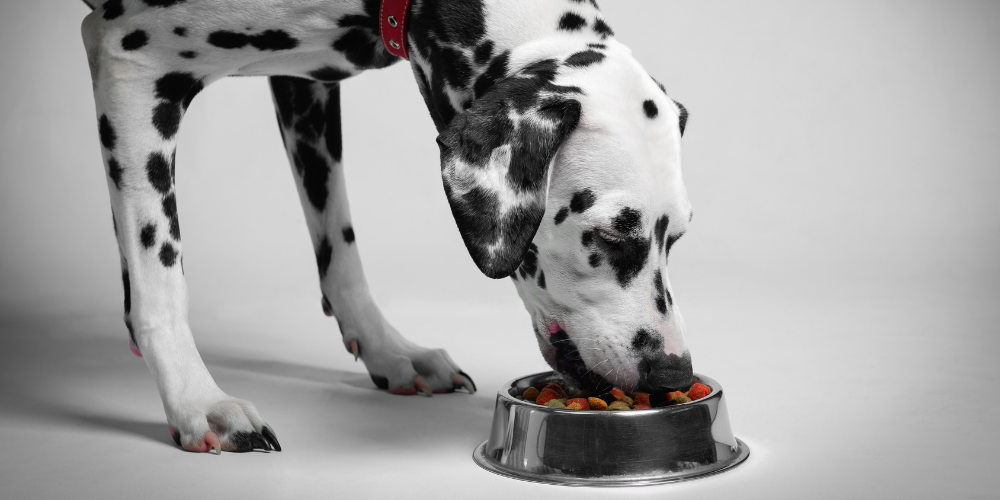Dalmation eating from silver bowl on floor
