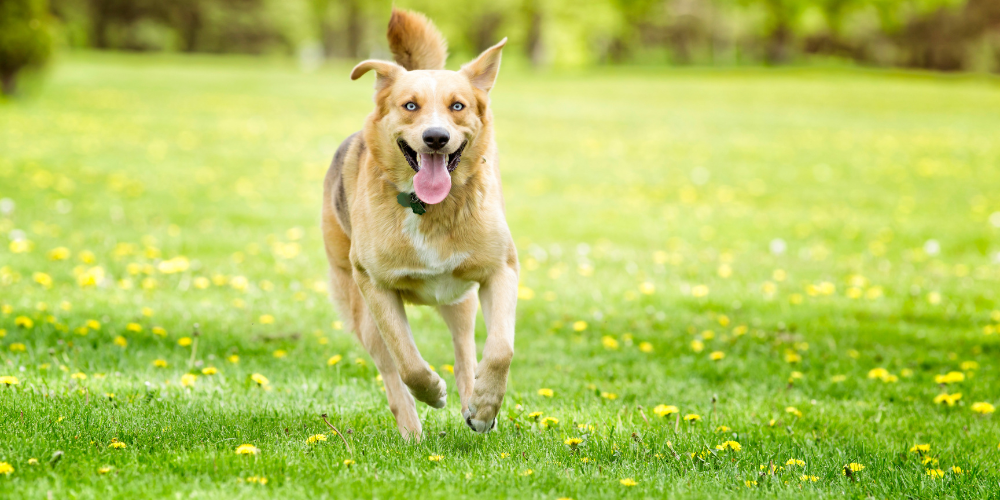  Why does your dog eat
