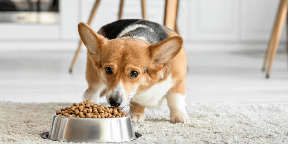 Dogs Who Won't Stop Eating