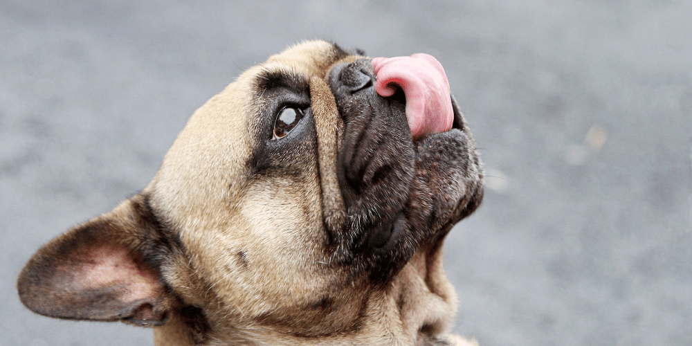 Why Dogs Lick Their Lips - Even Without Food Around!