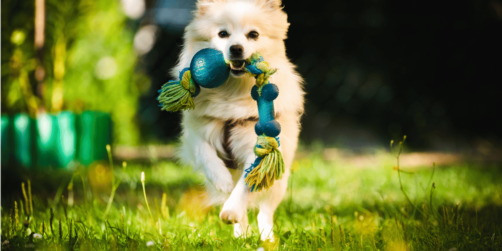 Minefield of dog toys