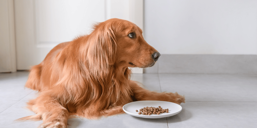Is Dry Dog Food The Better Option?