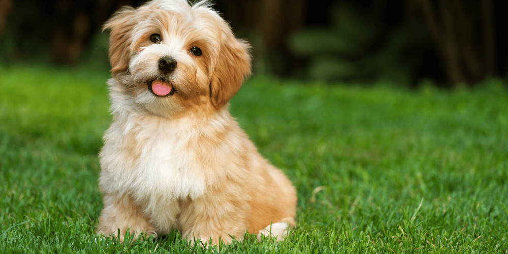 Dog in colored mat