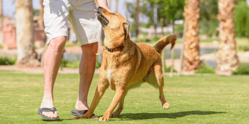 Keep Fit With Your Dog!