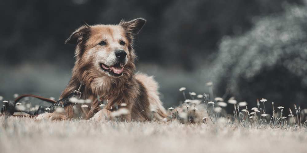 Have a middle-aged pet? Be careful of this disease!