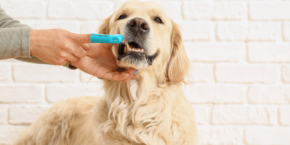 Oral Hygiene For Your Dog