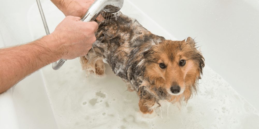 Pet Grooming Basics 