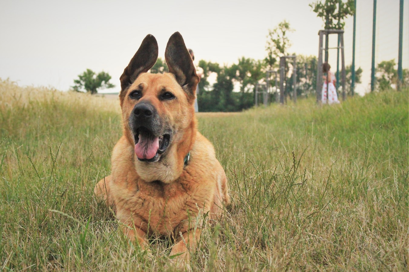 Dog Laying on Grass