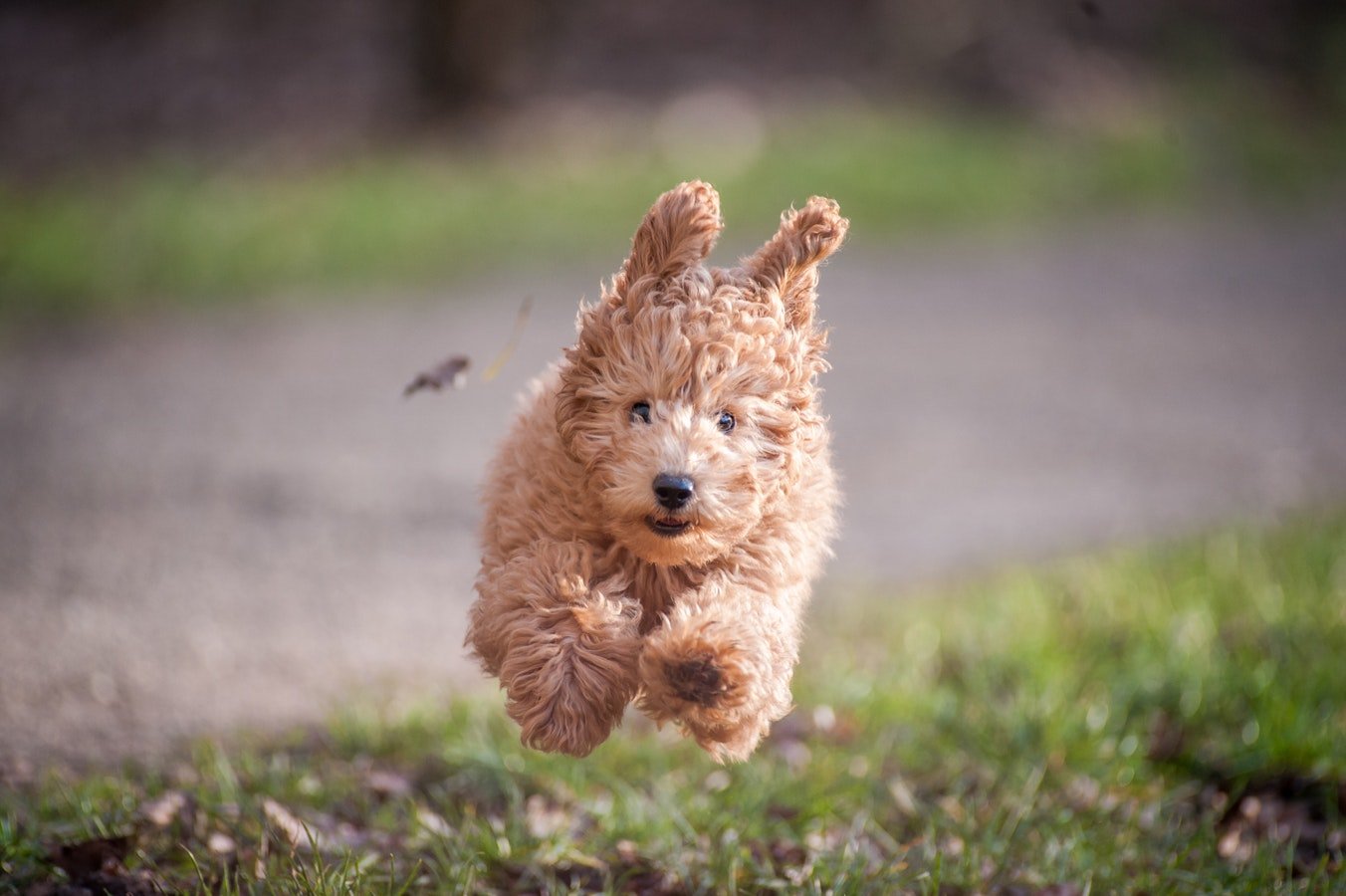 Dog Zoomies- Why Do They Get Them