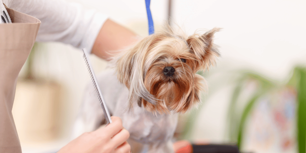 How To Prepare Your Puppy Dog For Brushing