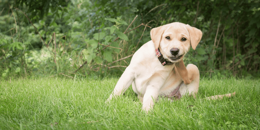 How to Relieve Itching in Puppies
