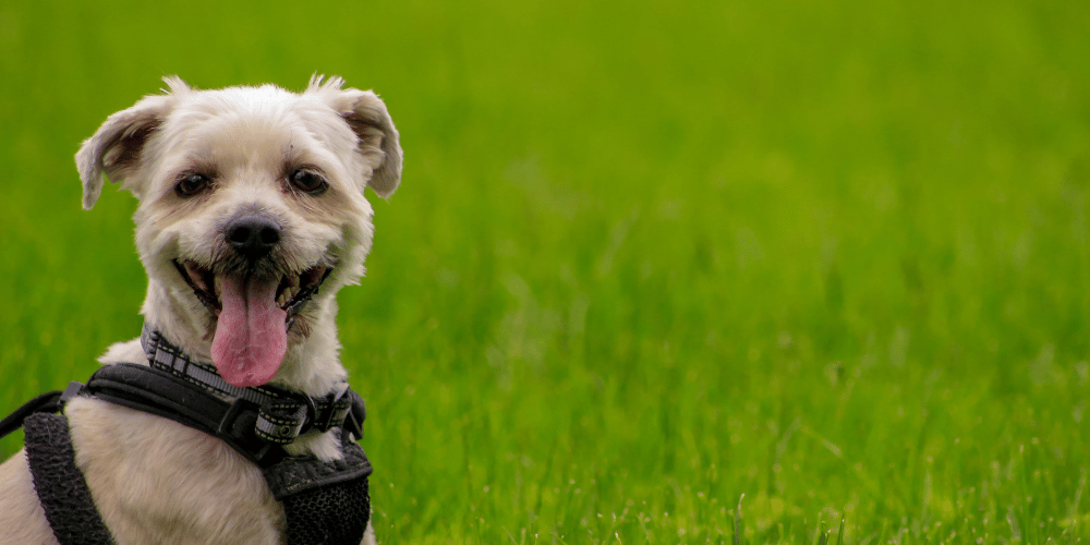 The range of Royal Canin puppy food