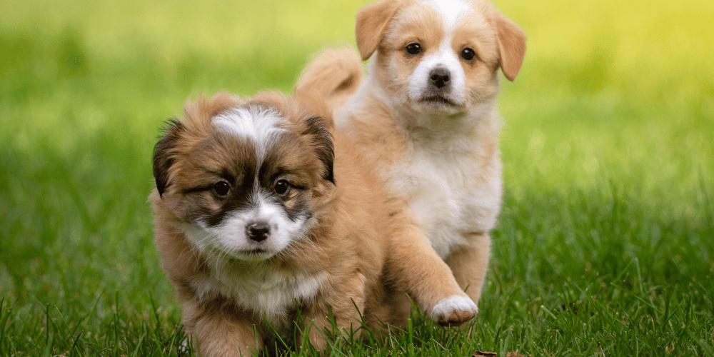 How to Save Money on Dog Supplies