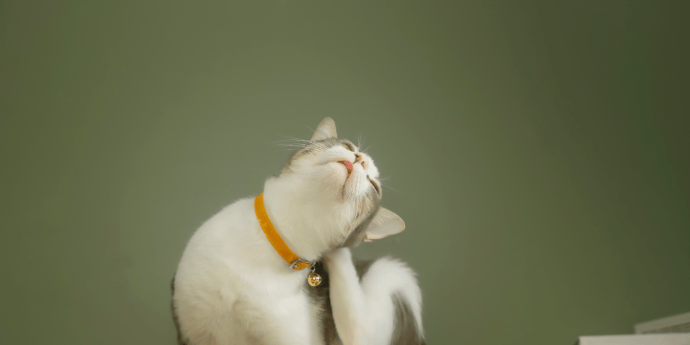 Cat Scratching and Cat De-Clawing