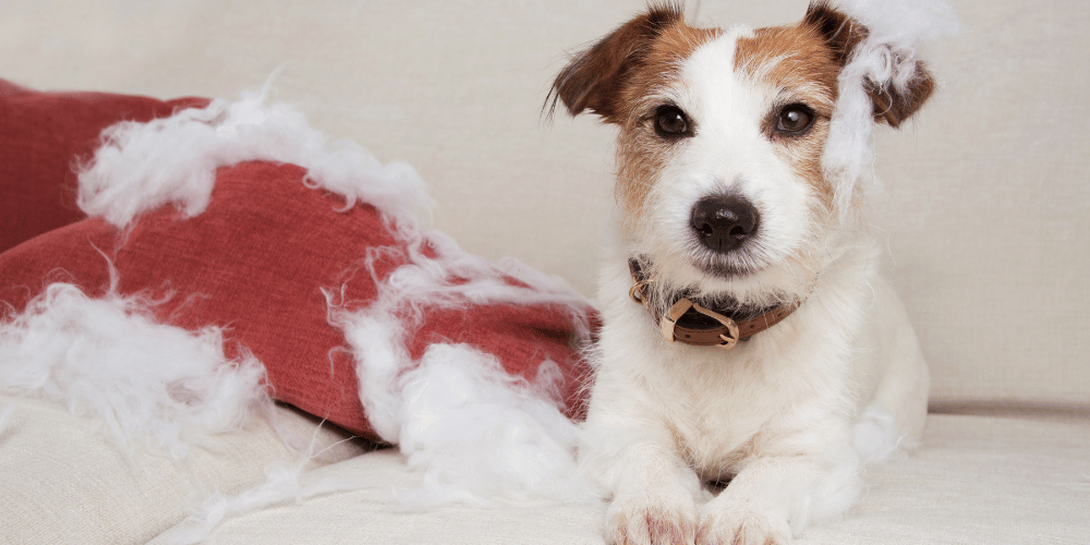 Dogs With Separation Anxiety - Dog In House