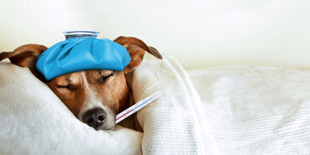 How Serious is Kennel Cough for Your Dog