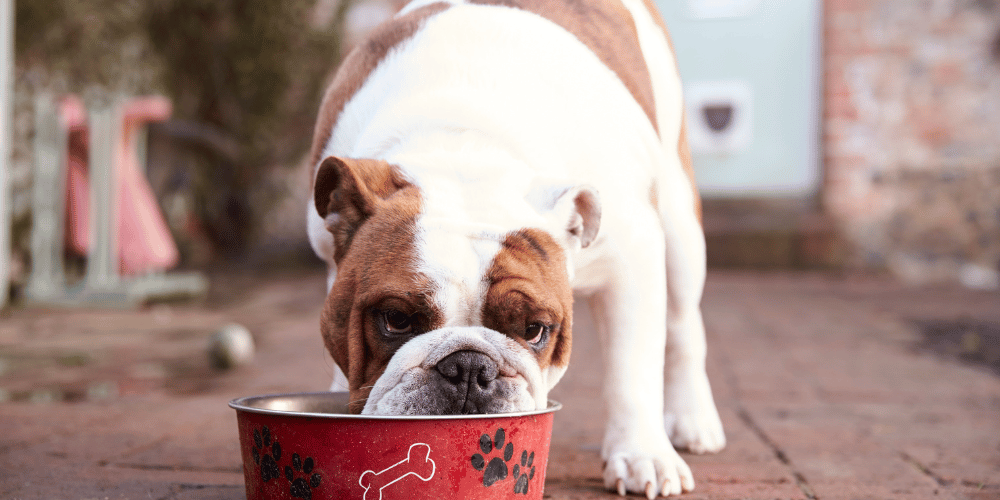 The Right Food To Feed My Dog