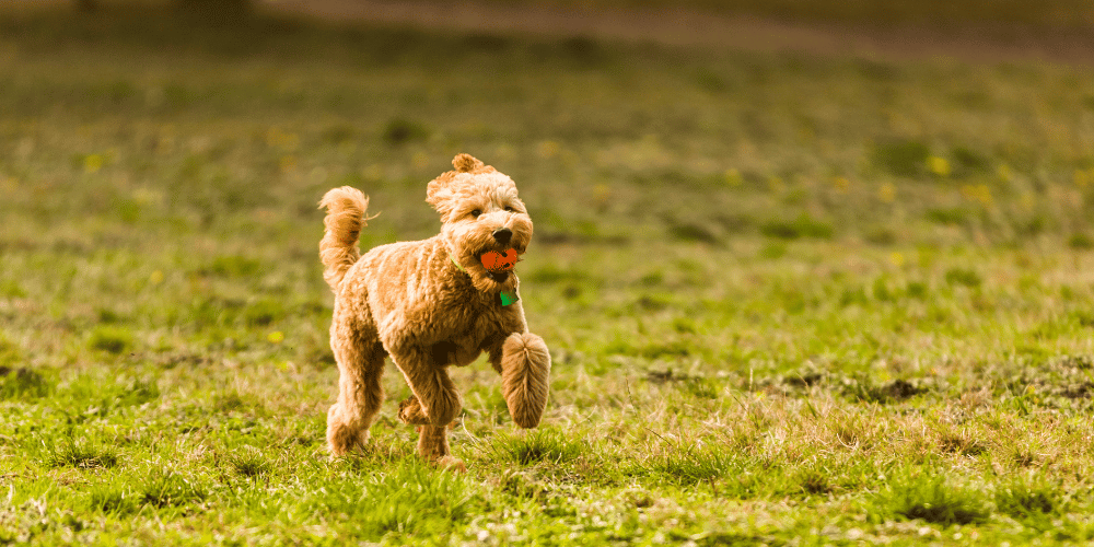 How To Train My Puppy To Play Nice in the Park