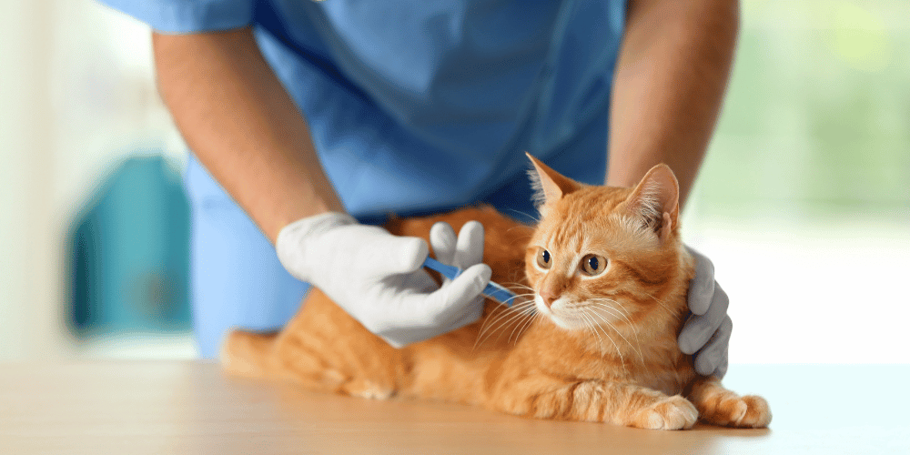 Cat Vaccination