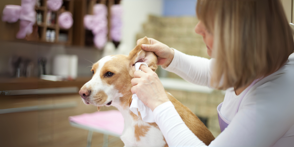 Dog getting ear wiped with cloth by owner
