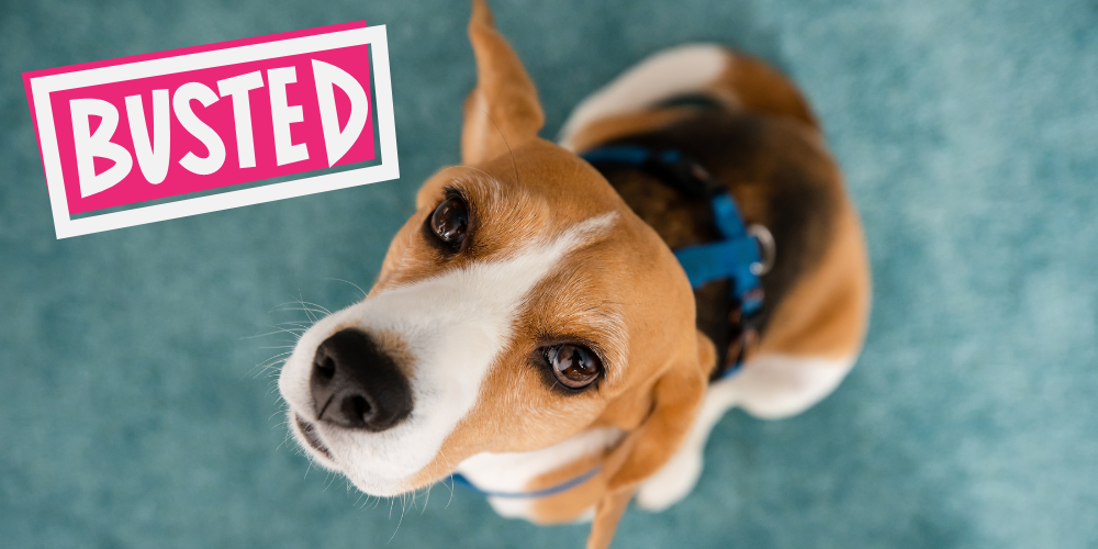 Busting the Bark: Debunking 10 Dog Myths 