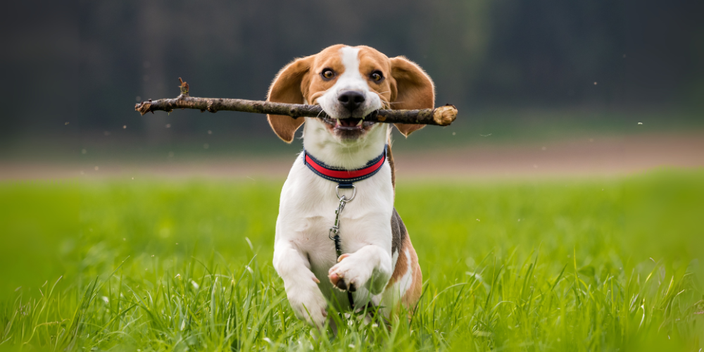Dog with stick in his mouth running in grass