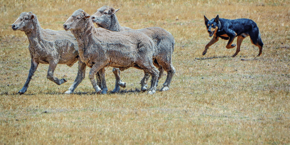 Essential Products For Dog Breeds - Vet Products Direct