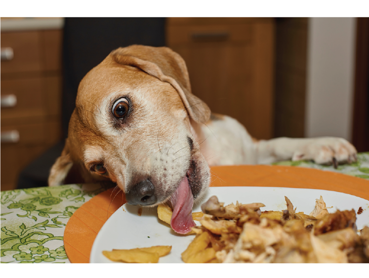 Dog Eating off plate