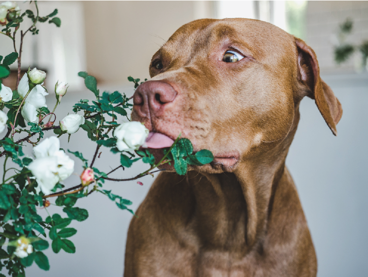 Dog Smelling Flowers