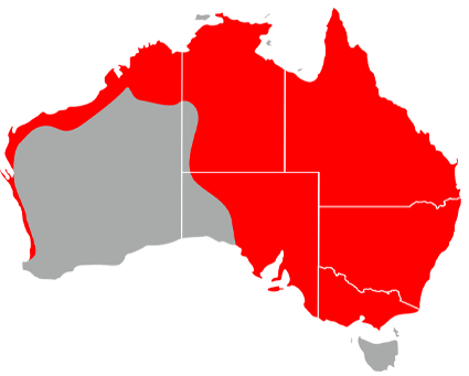 A map of Australia showing areas where brown dog ticks can be found