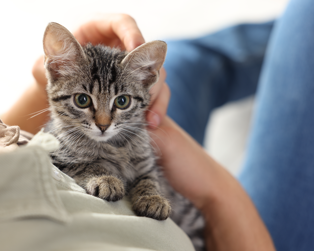 Kitten with owner