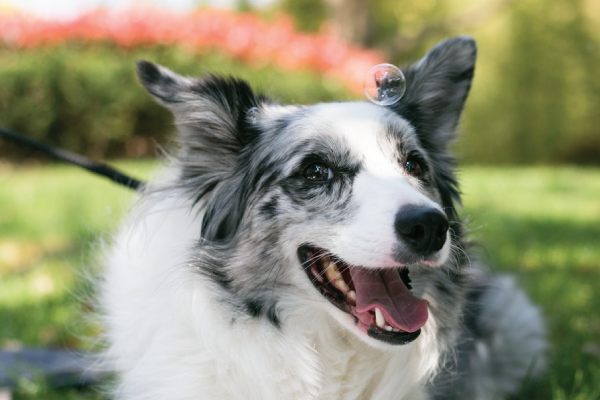 Smiling Dog Surrounded By Bubbles
