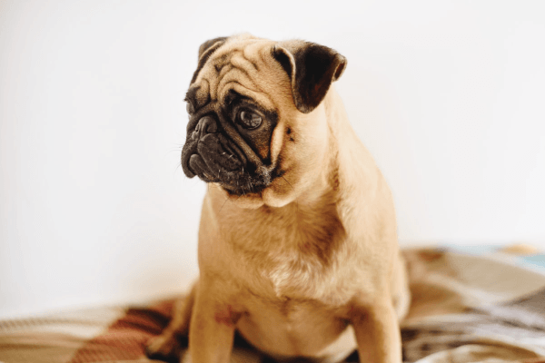 A pug sits calmly on blankets