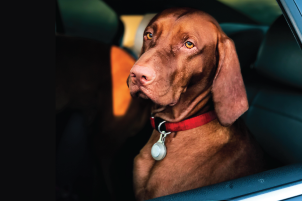 Dog sitting inside car
