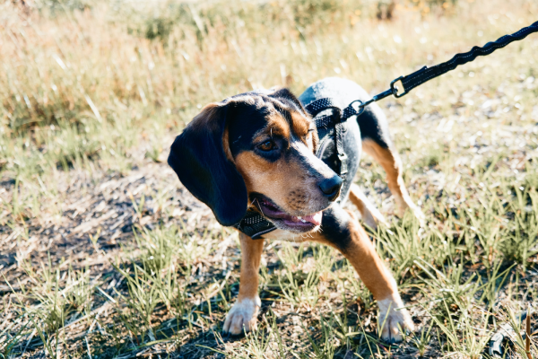 A brown and black dog wearing a harness and lead is pictured standing on dry grass
