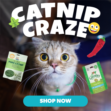 Catnip Craze