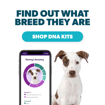 Orivet Testing Kits