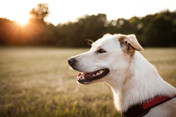 A dog wearing a red collar is standing in long grass while the sun sets in the background