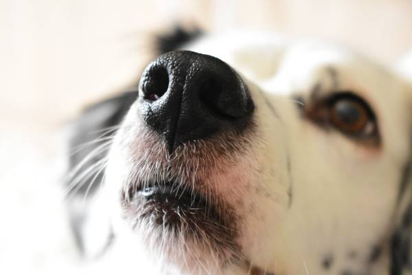 A close up shot of a dog's nose