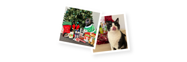 Christmas Cat and Dog Giveaway