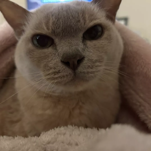 Cat photo