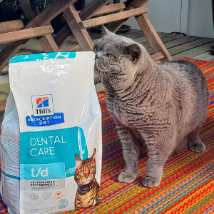 Cat photo
